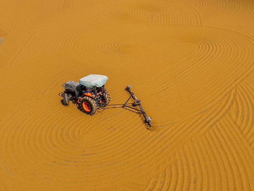 A person operating a tractor on a large, flat farmland during daytime, preparing the soil, with visible rows of tilled earth and dust being kicked up by the tractor's tires, under a clear sky. The sce